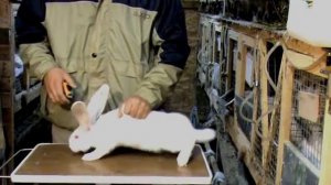 Порода кроликов. Белый фландр или белый великан