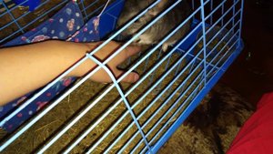 Что делать если у шиншиллы понос