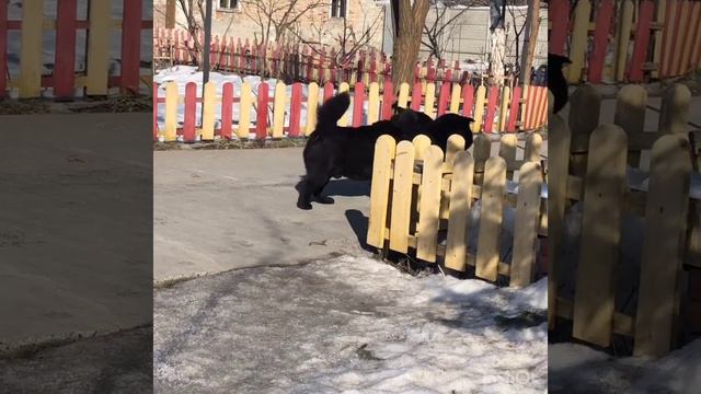 Папа, поиграй со мной! Dad, play with me! Zayka and Nafanya смотреть онлайн