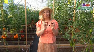 БЕСПОДОБНЫЙ ТОМАТ ЧЁРНОГО ЦВЕТА