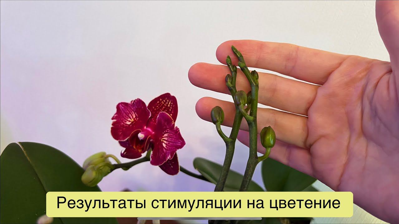 Встречаем первые цветоносы нового сезона! ❤️⚡️