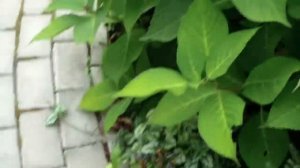В гостях у Ольги Фео.  Сравниваем наши гортензии "Киушу" . Они разные!!!