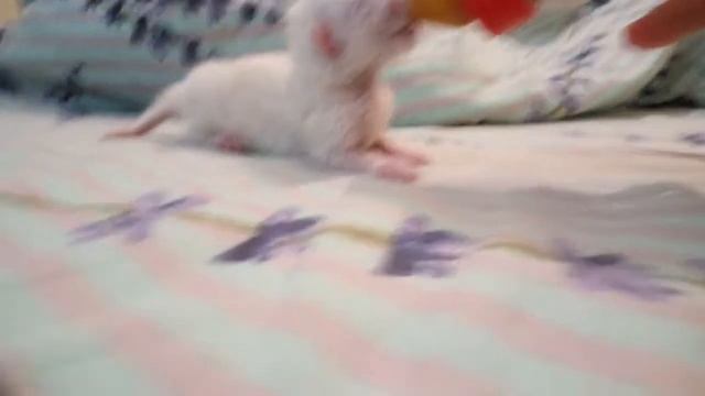 Искусственное кормление новорожденного британского котенка