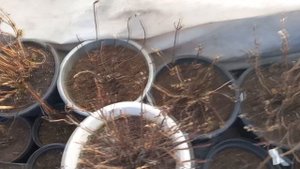 Не отапливаемая теплица, как зимовала ГОРТЕНЗИЯ КРУПНОЛИСТНАЯ. Срочная помощь растениям.