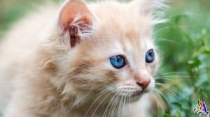 Мужчина принес бездомного котенка домой - только ему там были не рады и выставили во двор