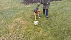 собака играет в футбол 22.10.22.mp4