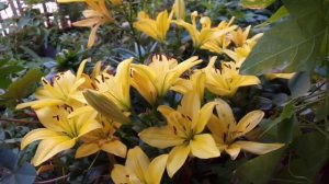 ЗВЕРОБОЙ И ДУШИЦА | ПОЛЬЗА, ВРЕД И ПРИМЕНЕНИЕ