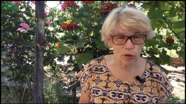 ? Лучшая борьба с фитофторозом - профилактика. Народные способы - 7 дач