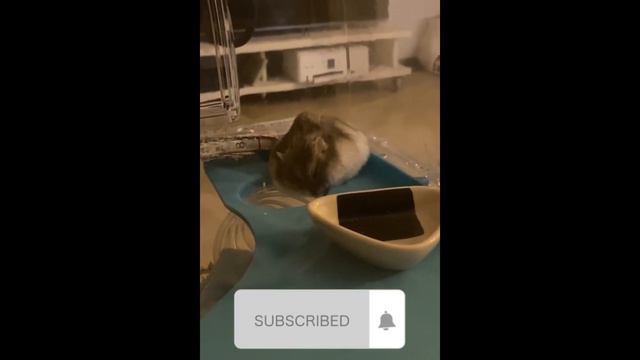 См. Смешные Хомяки  23 ОН СПИТ??  Хом