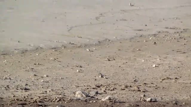 Деревенская ласточка смотреть онлайн