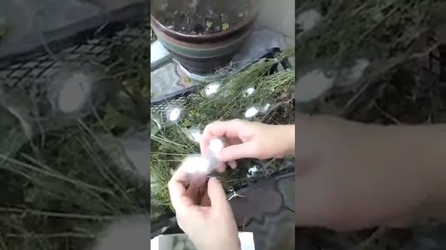 Сбор коконов шелкопряда смотреть онлайн