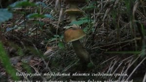 Подберезовик твердоватый (Leccinum duriusculum)