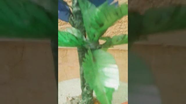 palm tree from plastic bottle смотреть онлайн