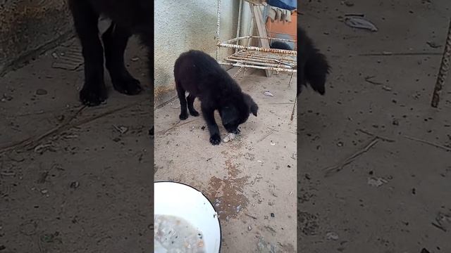 Samnang and Sambo are eating porridge 4 | THE 23 смотреть онлайн