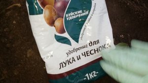 ПРАВИЛЬНАЯ  ПОСАДКА ЧЕСНОКА РОКАМБОЛЬ.