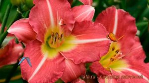 Лилейник гибридный Матрёшка (hemerocallis) ? Матрёшка обзор: как сажать, рассада лилейника Матрёшка