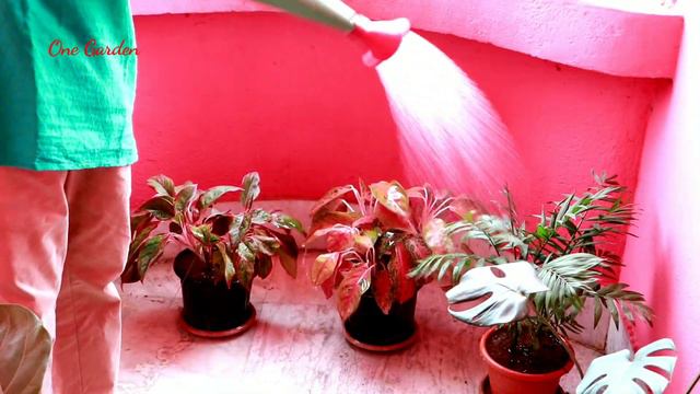 My all indoor plants after re-potting, indoor plant watering and care
