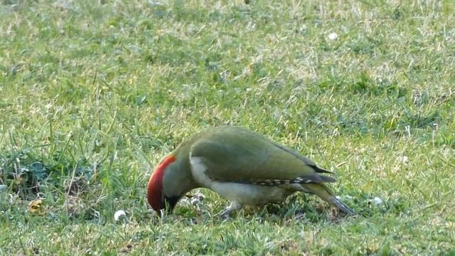 Самец зелёного дятла - активней не бывает. смотреть онлайн