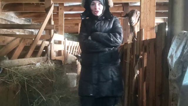 Опять мороз.Опять коза родила со всеми.Пересадила козу с козлёнком смотреть онлайн