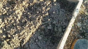 Сажаем чеснок осенью/ посадки / тюльпаны