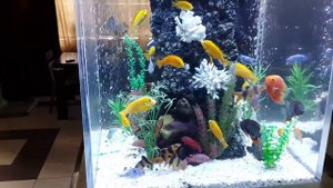 Оформление 620л аквариума в стиле "Псевдоморе"