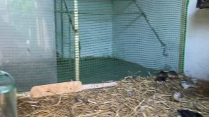 Как можно оставить цыплят самих на несколько дней
