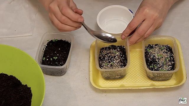 Выращивание виолы (садовой фиалки). Часть 2 - результат посадки