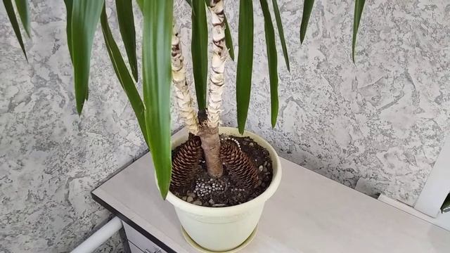 Обзор комнатного цветка Юкка / Юкка уход и лечение смотреть онлайн