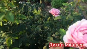 Перерождение розы в шиповник?.. Что делать?На что ещё способны розы? Мини обзор цветения ?
