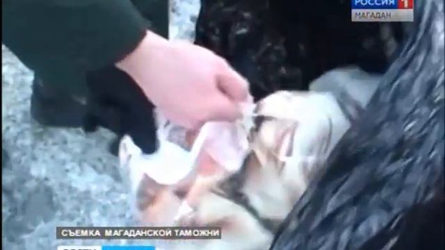 Более полутоны незадекларированного мяса краба и трубача изъяли в рыбном порту магаданские таможенн смотреть онлайн