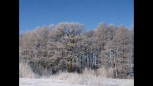 А  А  Фет  Мама, глянь-ка...