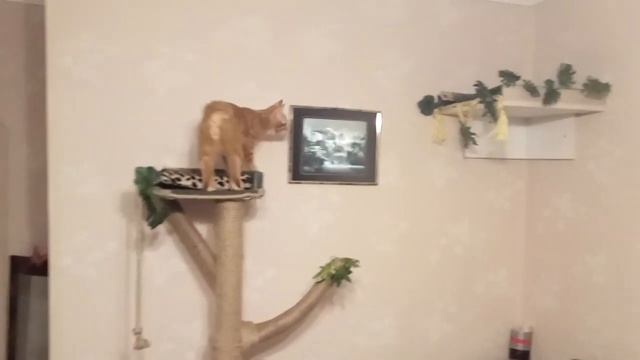 Игровой комплекс для кота смотреть онлайн