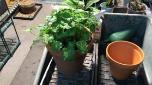 ROOT-PRUNE A GERANIUM (PELARGONIUMS)- how and why