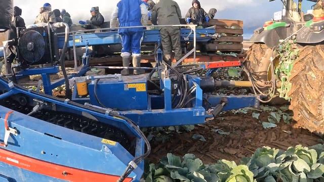 Уборка капусты Герцогиня F1. #cabbage #агроном #капуста #seeds #brassica #семенаовощей #агроновости