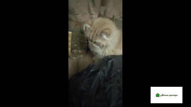 наш меньший брат Маркиз! как хорошо, что они рядом с нами!