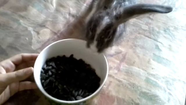 Кролик прыгает на диван смотреть онлайн