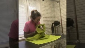 Бивер йорк и ее первая стрижка. Запись на груминг по ? 8 964 631 81 21