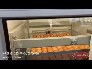Инкубатор Стимул-500М2-Ф. Первая закладка