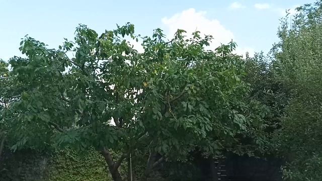 Основная летняя обрезка черешни смотреть онлайн