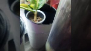 Почему мельчает лист у аглаонем/Одна из причин...