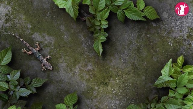CAT TV -  ? Catching Lizard! ? Entertainment Video for Cats to Watch. 30 minute 4k смотреть онлайн