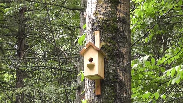 А нас в детстве учили скворечники к деревьям гвоздями НЕ приколачивать! смотреть онлайн