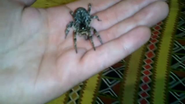 Мизгирь смотреть онлайн