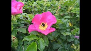 Шиповник - wild rose (цветы шиповника, роза)