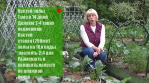 Три вида капусты. Летние подкормки и уход