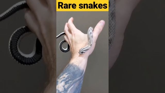 rare snakes #shorts смотреть онлайн