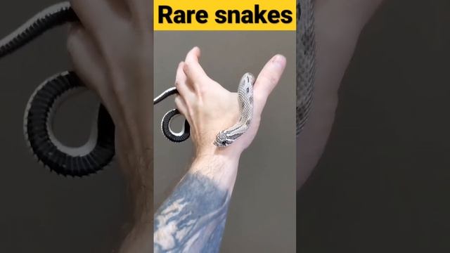 rare snakes #shorts