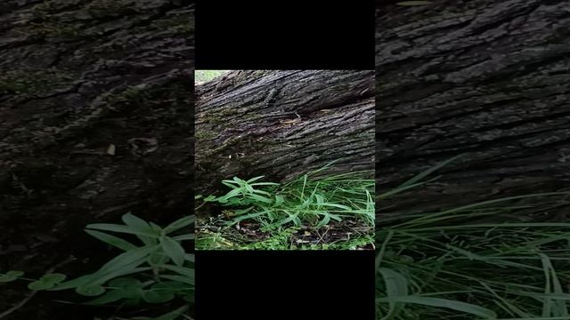 VID_20220617_183044.mp4