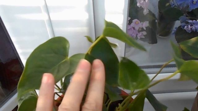 Vlog 18 Мои комнатные растения-2. Мужской цветок Антуриум- Мужское счастье смотреть онлайн