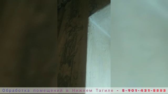 Места обитания тараканов смотреть онлайн